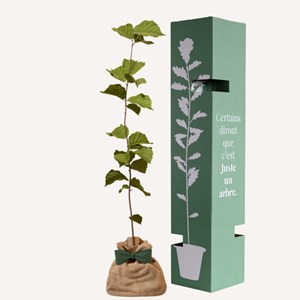 Noisetier   - idée cadeau