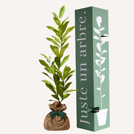 Magnolia etoilé - idée cadeau