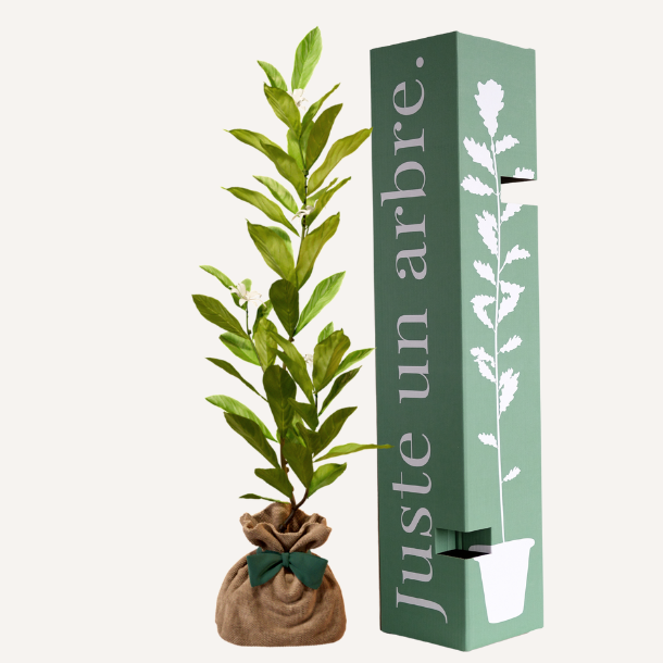 Magnolia etoilé - idée cadeau