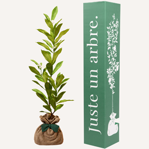 Magnolia etolié - idée cadeau