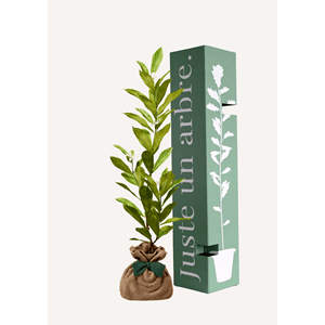 Magnolia etoilé - arbre a planter