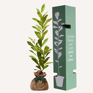 Magnolia etoilé - idée cadeau