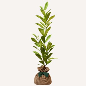 Magnolia etoilé - idée cadeau