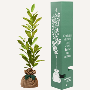 Magnolia etolié - idée cadeau
