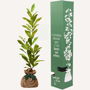 Magnolia etolié - idée cadeau