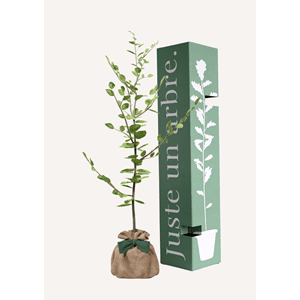 Hêtre commun - arbre a planter