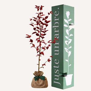 Hêtre pourpre - idée cadeau