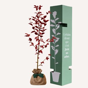 Hêtre pourpre - idée cadeau