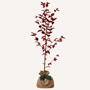 Hêtre pourpre - idée cadeau