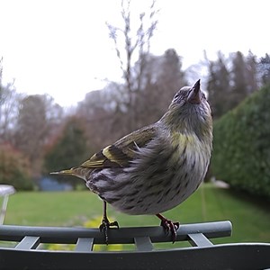 Mangeoire à oiseaux avec caméra de détection solaire - photos et vidéos