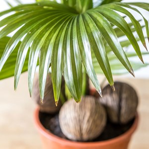 Palmier intérieur livistona + cache-pot