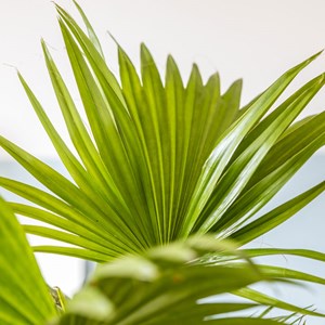 Palmier intérieur livistona + cache-pot