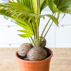 Palmier intérieur livistona + cache-pot