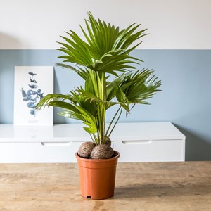 Palmier intérieur livistona + cache-pot