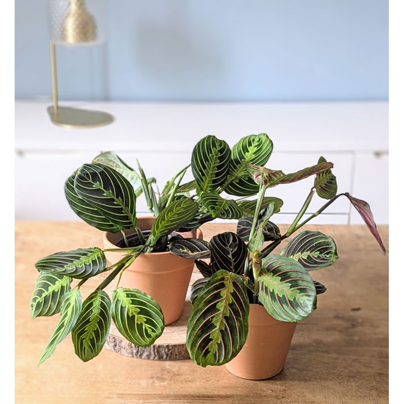 Plante d'intérieur : lot de 2 maranta