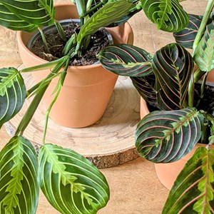 Plante d'intérieur : lot de 2 maranta