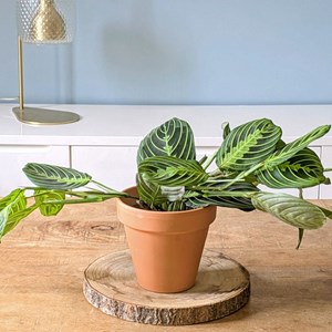 Plante d'intérieur : lot de 2 maranta
