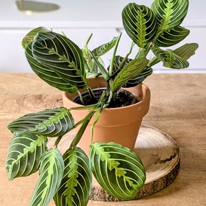 Plante d'intérieur : lot de 2 maranta