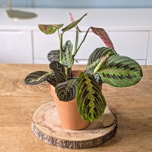 Plante d'intérieur : lot de 2 maranta