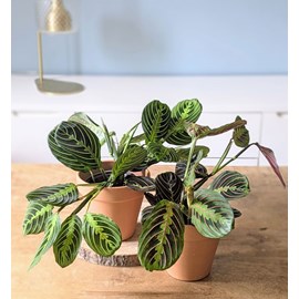 Lot de 2 maranta + cache-pots