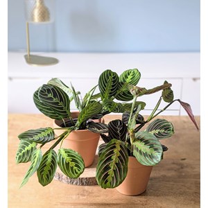 Lot de 2 maranta + cache-pots