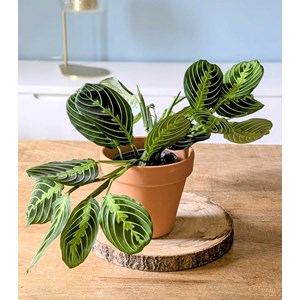 Lot de 2 maranta + cache-pots