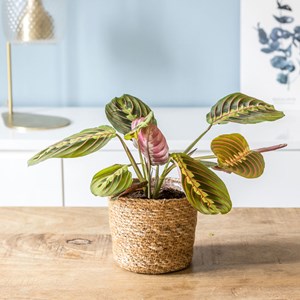 Lot de 2 maranta + cache-pots