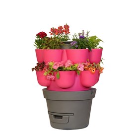 Wormgarden fuchsia 2 jardinières