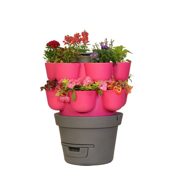 Wormgarden fuchsia 2 jardinières