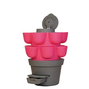 Wormgarden fuchsia 2 jardinières