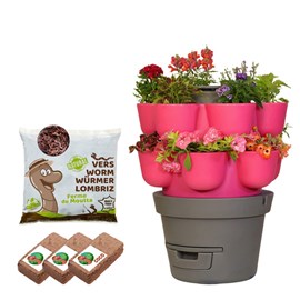 Wormgarden fuchsia 2 jardinières