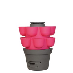 Wormgarden fuchsia 2 jardinières