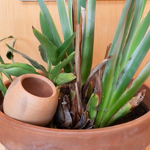Olla à planter 1,5l
