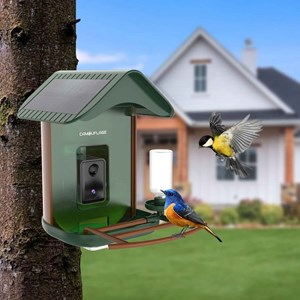 Mangeoire oiseaux détection d'espèce ia