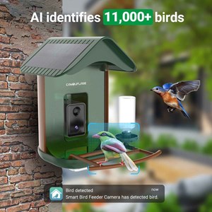 Mangeoire oiseaux détection d'espèce ia
