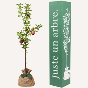 Pommier - idée cadeau