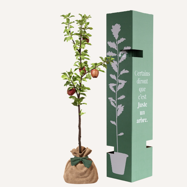 Justeunarbre – Pommier reine des reinettes Justeunarbre – Pommier reine des reinettes