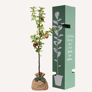 Pommier reine des reinettes