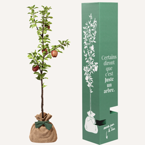 Pommier - idée cadeau