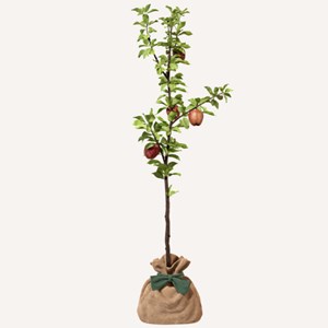 Pommier reine des reinettes