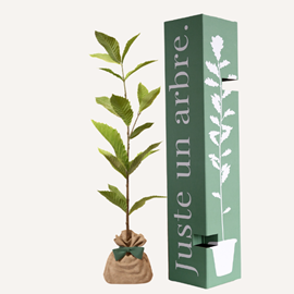 Châtaignier commun - idée cadeau