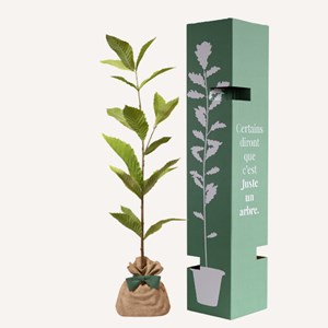 Châtaignier commun - idée cadeau