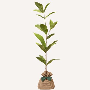 Châtaignier commun - idée cadeau