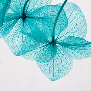 Fleur immergée hortensia bleu h10