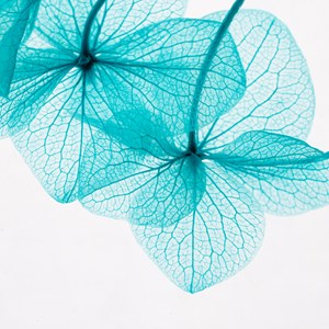 Fleur immergée hortensia bleu h12