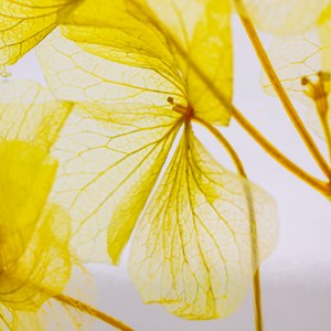 Fleur immergée hortensia jaune h12