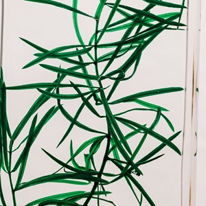 Plante immergée asparagus sprengeri h10