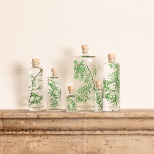 Plante immergée asparagus sprengeri h21