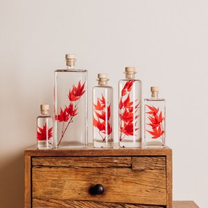 Plante immergée erable rouge h10