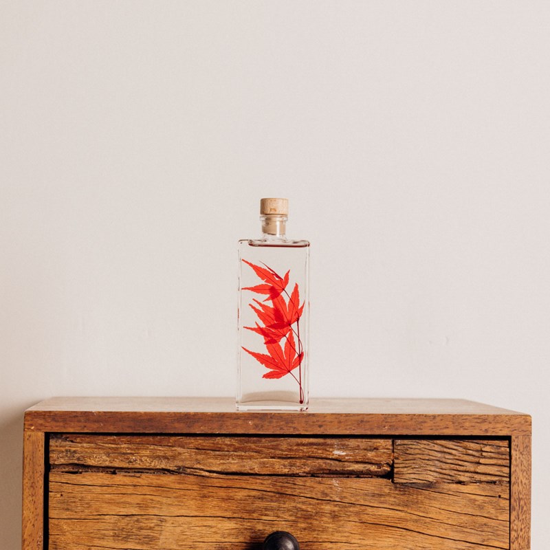 Théophile berthon 1867 - Plante immergée erable rouge h17